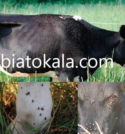 مگس کش اصل 